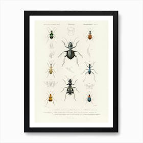 Different Types Of Beetles, Charles Dessalines D'Orbigny Art Print