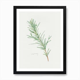 Rosemary Herb Sprig - Textured Botanical Wall Print Set | Floral Collection Art Print Art Print