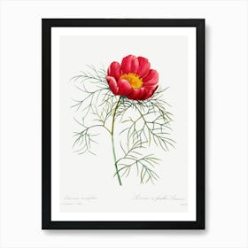 Red Peony, Pierre Joseph Redouté Art Print