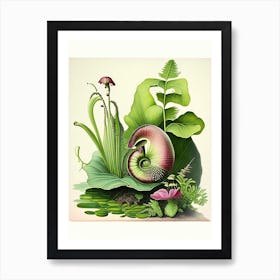 Pond Snail  Botanical Art Print