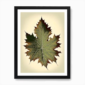 Maple Leaf Vintage Botanical 3 Art Print