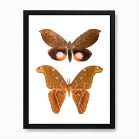 Two Butterflies 3 Art Print