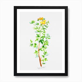 Yellow Potentilla or Cinquefoils watercolor artwork Art Print