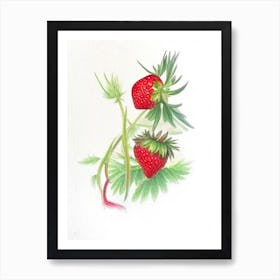 Wild Strawberries, Plant, Pencil Colour Art Print