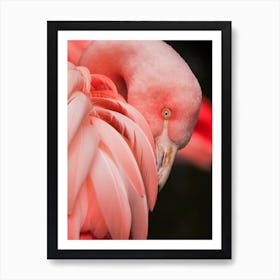 Pink Flamingo Close Up Photo Art Print