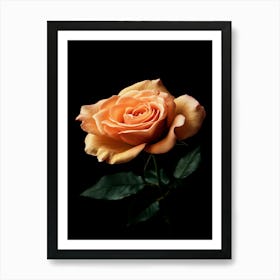 Peach Rose 20 Art Print