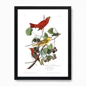 Summer Red Bird Art Print