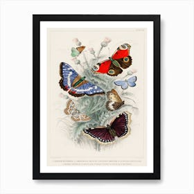 Peacock Butterfly, Camberwall Beauty, Purple Emperor, Glanville Fritillary, Grayling Butterfly, Green Hair Streak, And Silver Studded Blue Butterfly, Oliver Goldsmith Art Print