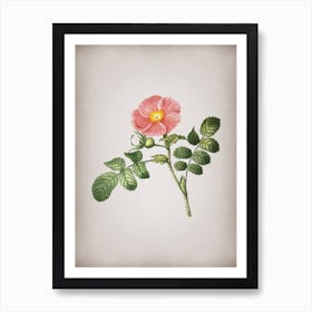 Vintage Japanese Rose Botanical on Parchment n.0242 Art Print