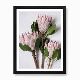 Trio Still Proteas Art Print