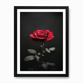 Dark Rose 126 Art Print