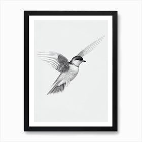 Chimney Swift B&W Pencil Drawing 1 Bird Art Print