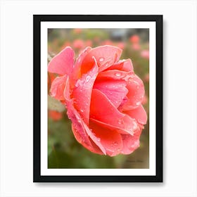 Pink Rose - Photography  Art Print