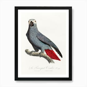 The Grey Parrot, (Psittacus Erithacus) From Natural History Of Parrots, Francois Levaillant Art Print
