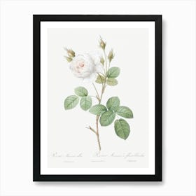 White Moss Rose, Pierre Joseph Redoute Art Print