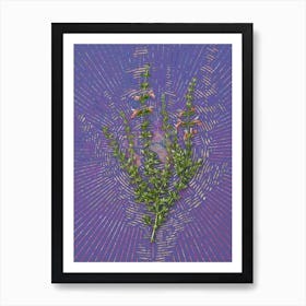 Vintage Cat Thyme Plant Botanical Illustration on Veri Peri n.0765 Art Print