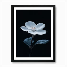 White Flower Art Print