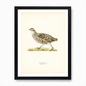 Grey Partridge, The Von Wright Brothers Art Print