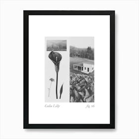 Calla Lilly Botanical Collage 4 Art Print