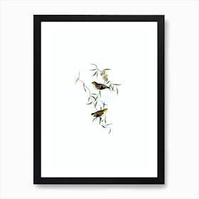 Vintage Forty Spotted Pardalote Bird Illustration on Pure White Art Print