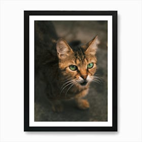 Cat With Green Eyes Art Print