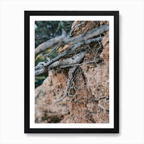 Roots in the Ground // Ibiza Nature Photography Art Print