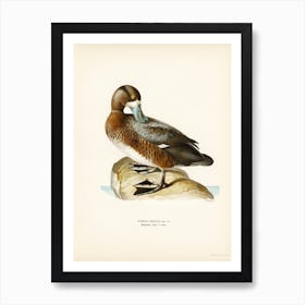 Greate Scaup, Scaup Male (Nyroca Marila), The Von Wright Brothers Art Print
