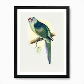 Parrot On A Branch Art Print