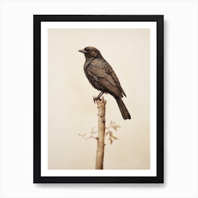 Vintage Bird Drawing Blackbird 1 Art Print