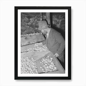 Fsa (Farm Security Administration) Client Examining Apples Which Are Stored In Bins In His Cellar, Near Bradford Art Print