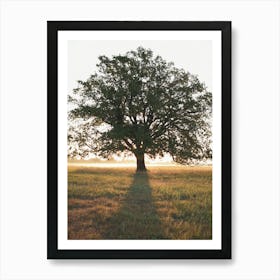 Large Oak Tree Art Print