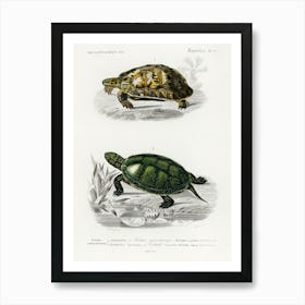 Tortoises (Testudo) And Pond Turtle (Emys Orbicularis), Charles Dessalines D' Orbigny Art Print