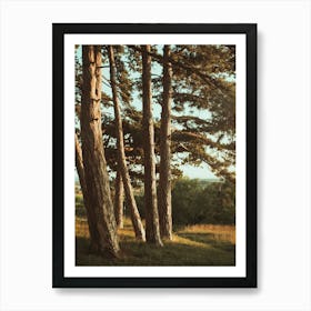 Pine Trees In A Field Art Print