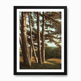 Pine Trees In A Field Poster