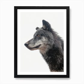 Black Wolf Art Print