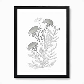 Camomile Herb William Morris Inspired Line Drawing 1 Art Print