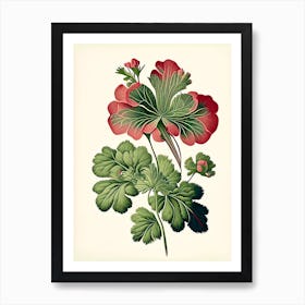 Wild Geranium Wildflower Vintage Botanical 2 Art Print