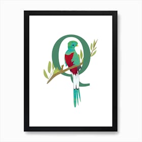 Q For Quetzal Art Print