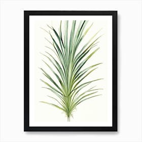 Saw Palmetto Herb Minimalist Watercolour 2 Art Print