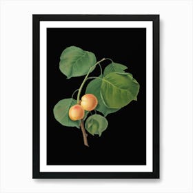 Vintage Yellow Apricot Botanical Illustration on Solid Black n.0022 Art Print