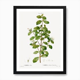 White Correa, Pierre Joseph Redoute Art Print