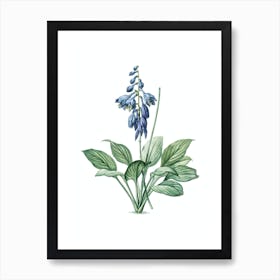Vintage Daylily Botanical Illustration on Pure White n.0460 Art Print