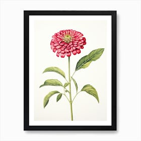Zinnias Flower Vintage Botanical 0 Art Print