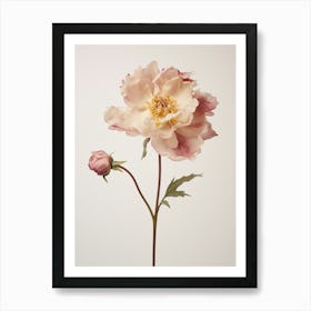 Pressed Flower Botanical Art Peony 2 Art Print