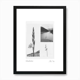 Gladiolus Botanical Collage 4 Art Print