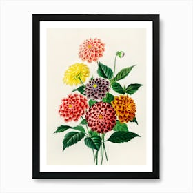 Dahlias 6 Art Print