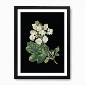 Vintage Oakleaf Hydrangea Botanical Illustration on Solid Black n.0808 Art Print