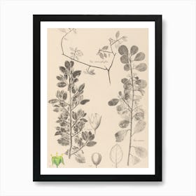 Lilac Art Print