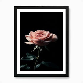 Pink Rose On Black Background 86 Art Print