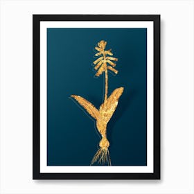 Vintage Lachenalia Pendula Botanical in Gold on Teal Blue n.0296 Art Print